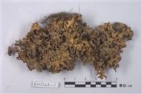 藏品(島衣屬)的圖片